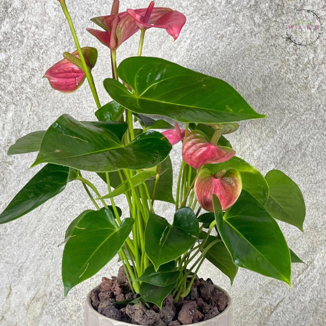 Anthurium plant with pink flowers and green leaves on a light gray background