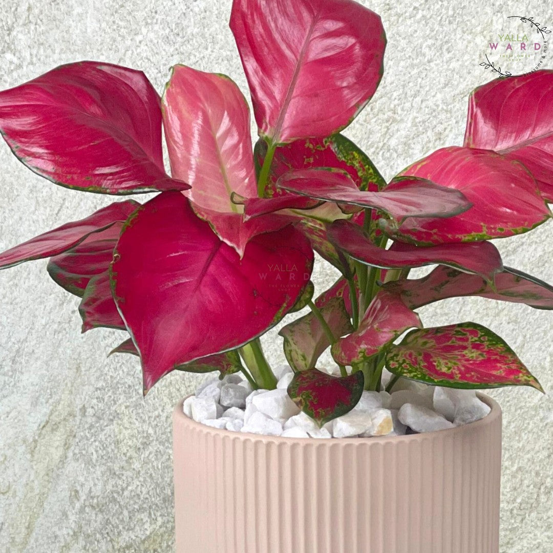 Aglaonema plant with pink and green leaves in a light pink pot on a textured white background