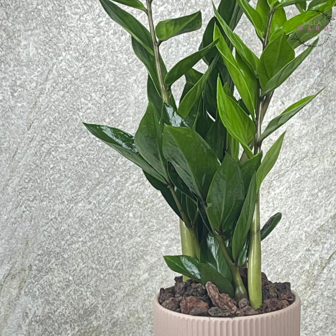 Medium Zamia plant with green leaves on a light gray background