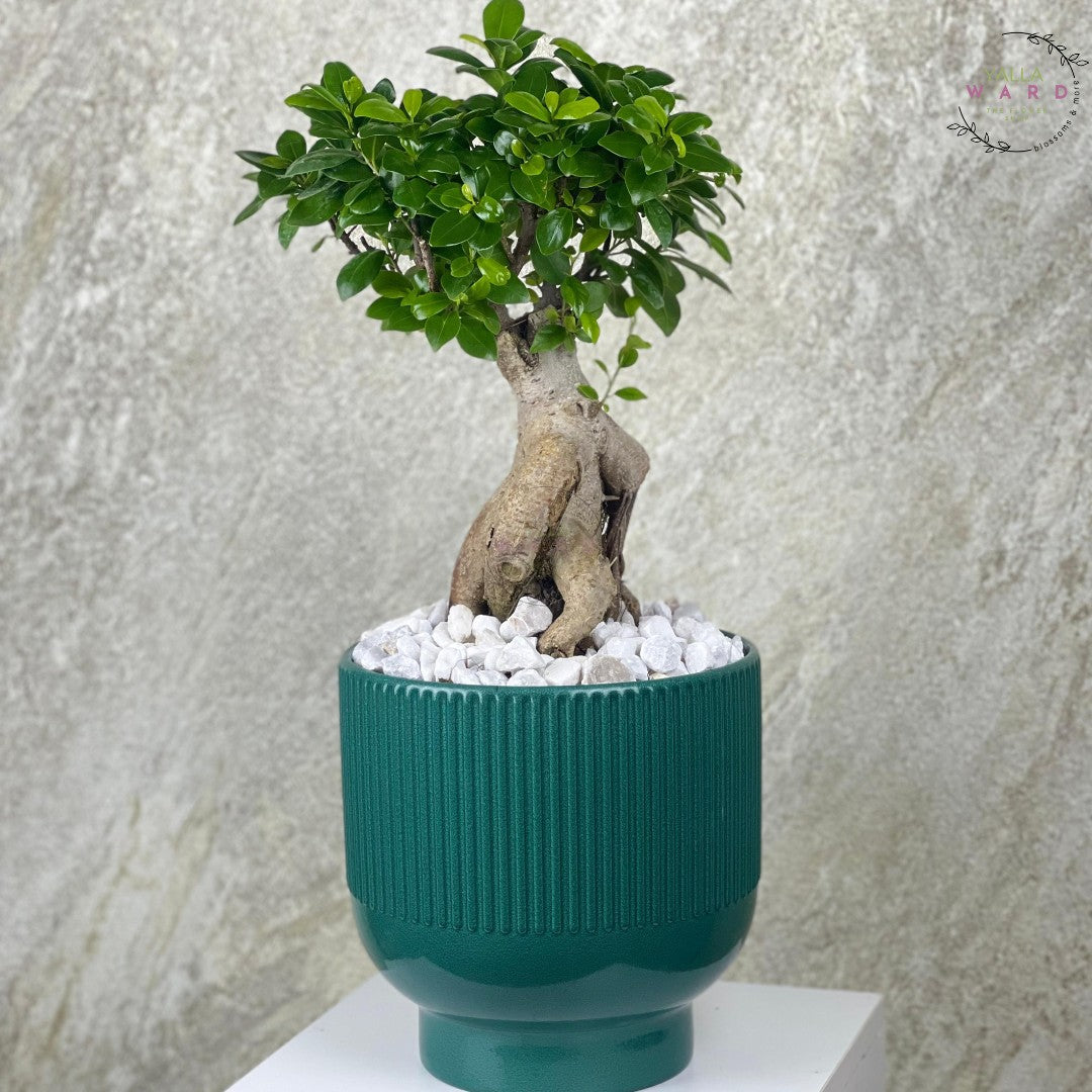 large potted bonsai tree Bonsai Plant in Stylish Pot – Send to Amman
