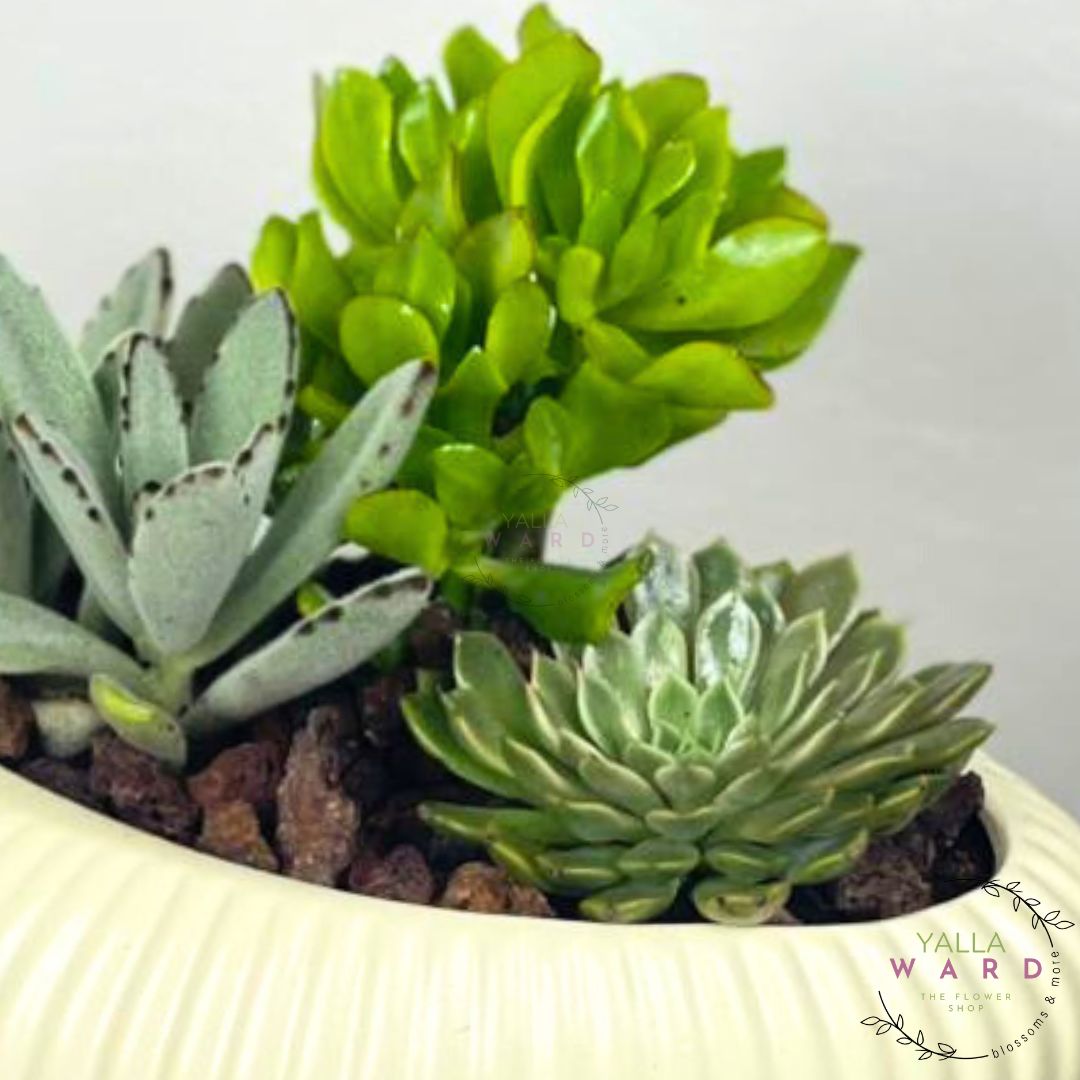 Elegant Succulent Mix