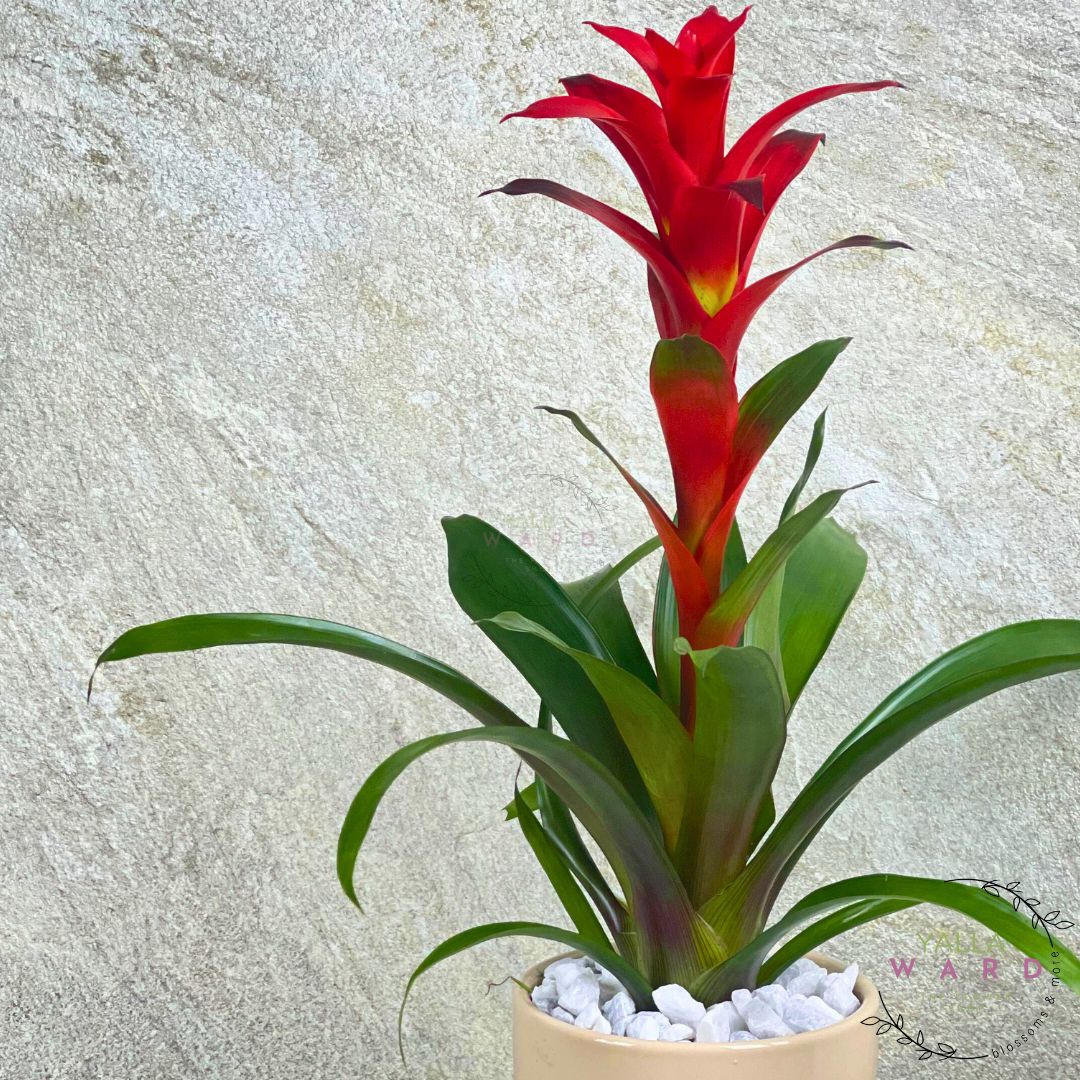 Guzmania plant with red flowers and green leaves in a pot against a light gray background