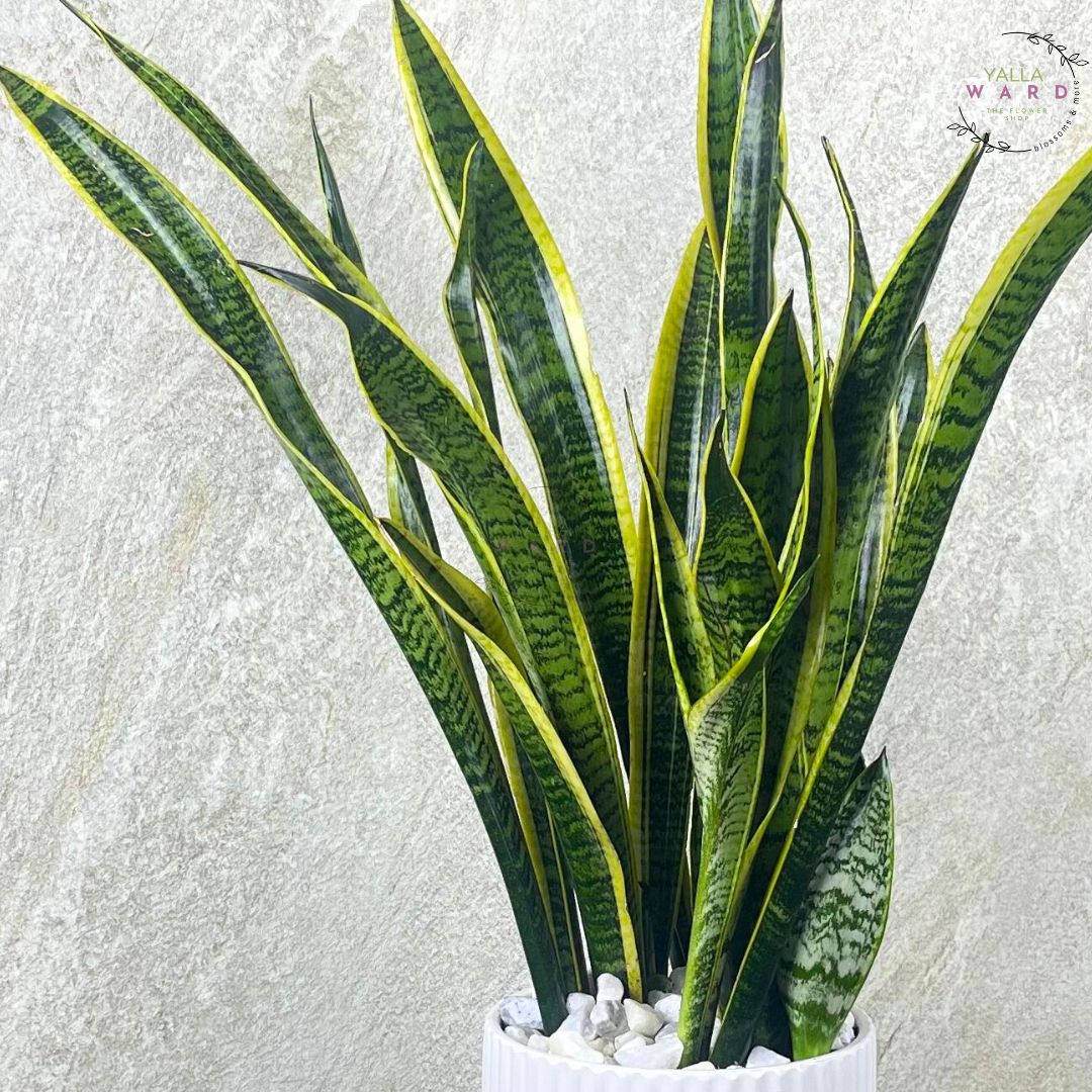 Grand Snake plant with green and yellow leaves on a textured light gray background