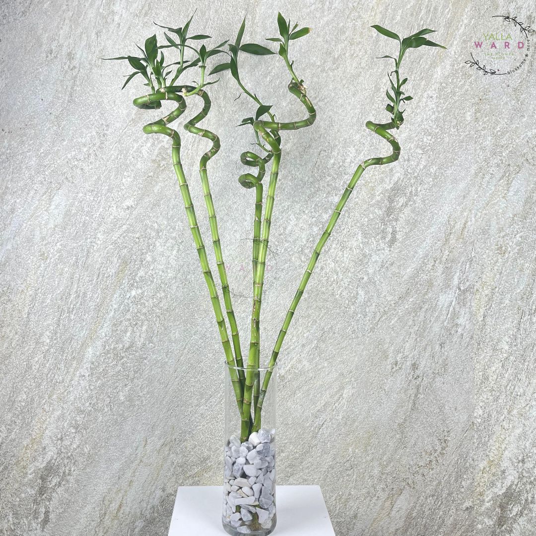 Yalla Ward Bamboos in a Vase – Premium Indoor Plant in Amman 🌿 – Yallaward