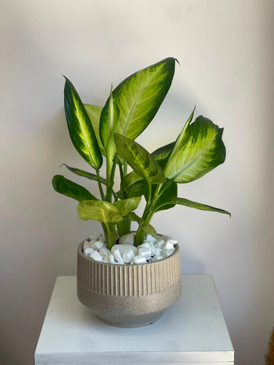 Best Housewarming Gift Ideas in Amman 🏠🌷