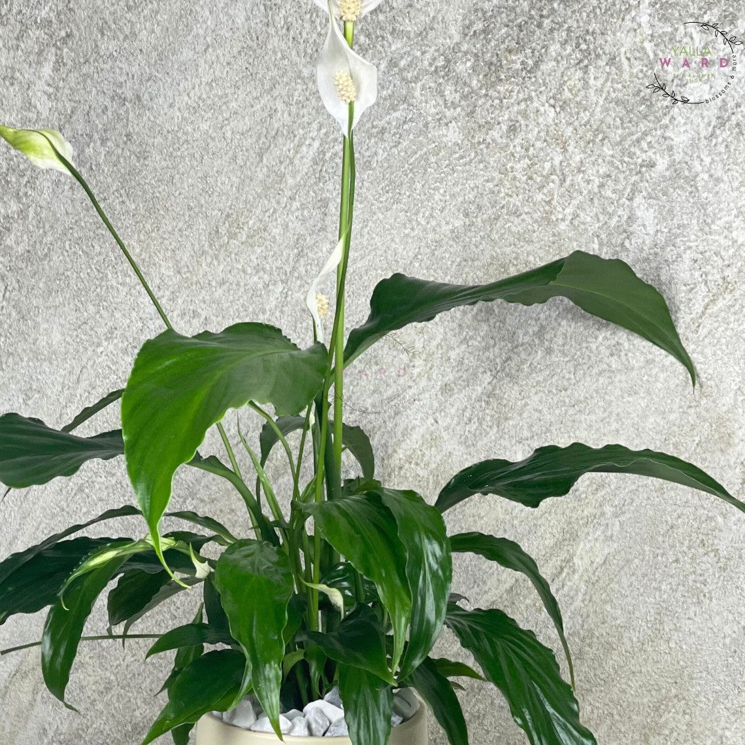 Peace lily plant with green leaves and white flowers against a light gray textured wall
