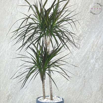 2 Stems Dracinia palm plant against a textured light gray background