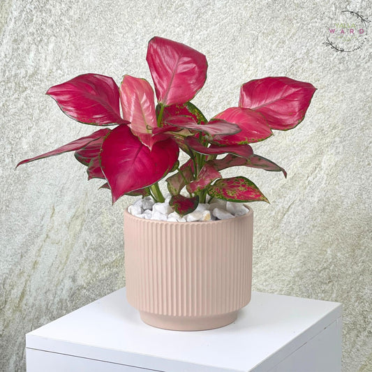 Aglaonema plant with pink leaves in a beige pot on a white surface with a light gray textured background