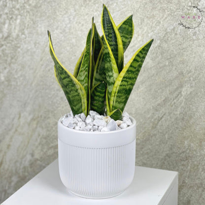snake plant with white decorative stones on a light gray background