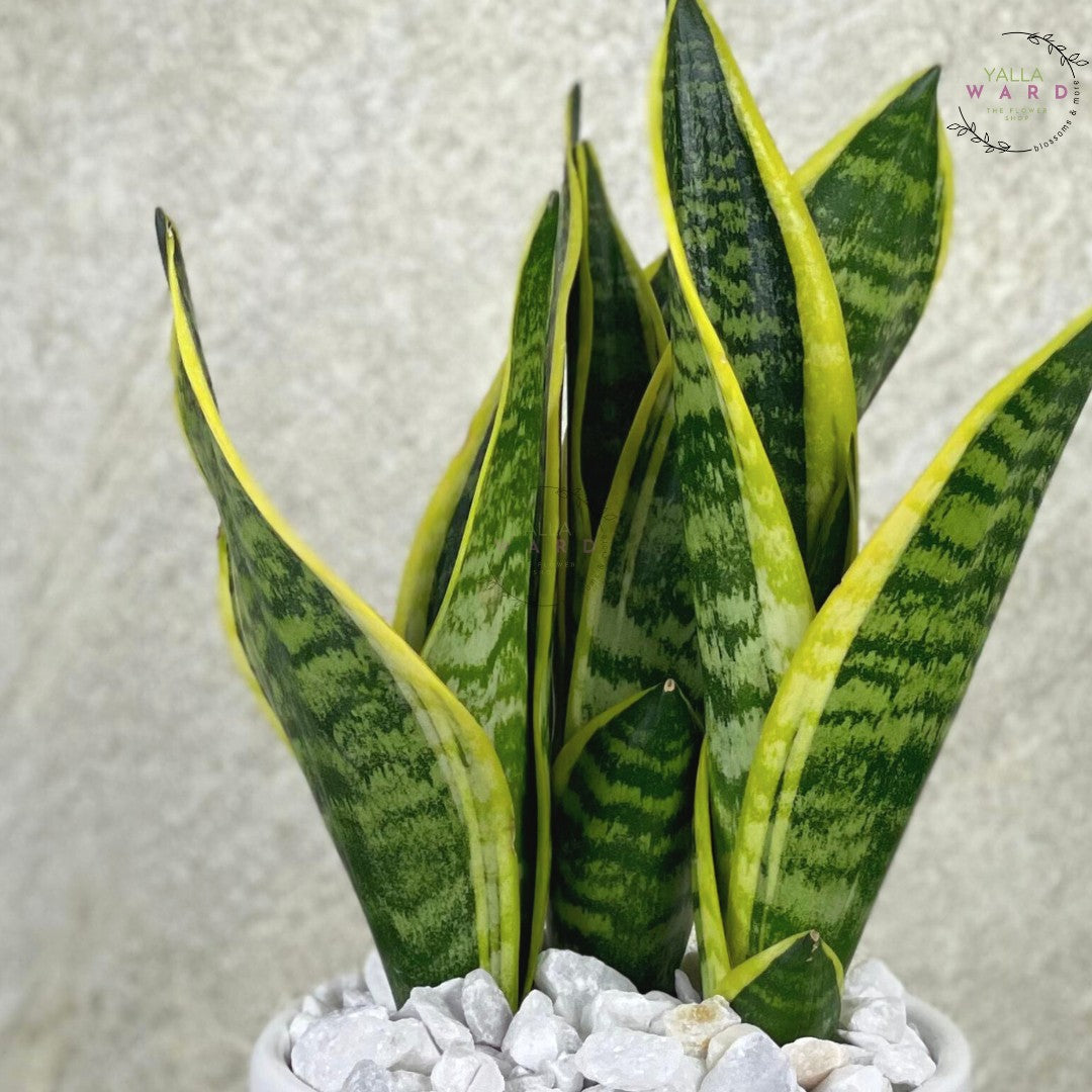 send snake plant Snake Plant In A Pot