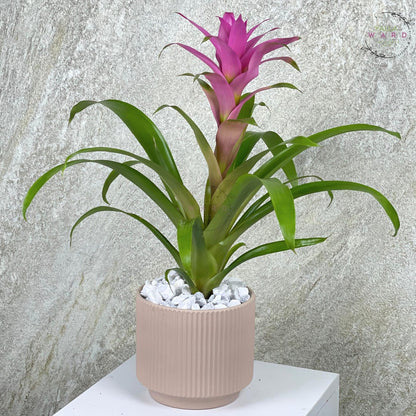 Guzmania plant with pink flower against a textured wall