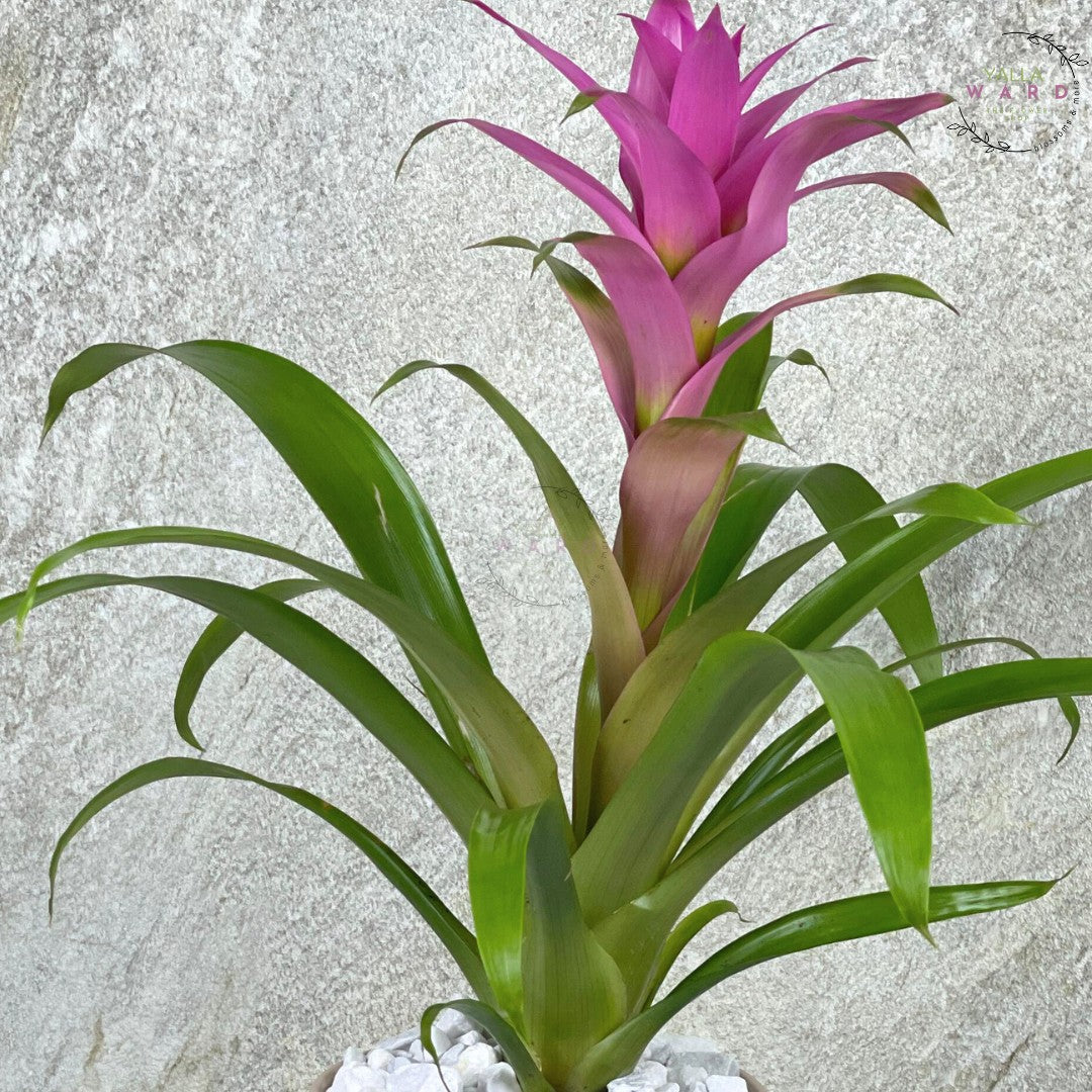 Pink Guzmania plant with green leaves against a light gray background