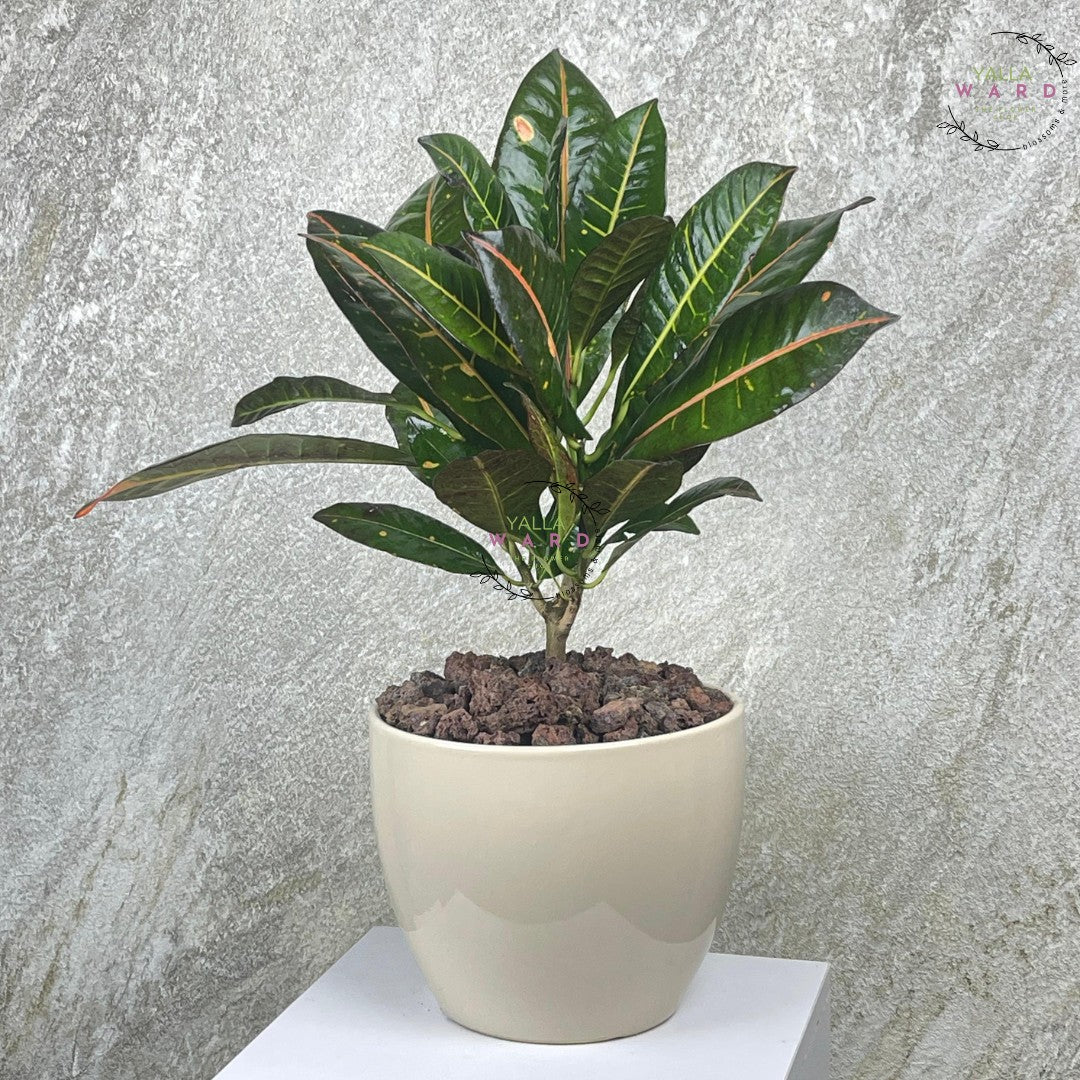 Crotons  plant with green leaves on a gray background