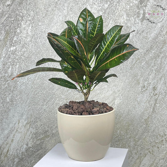 Crotons  plant with green leaves on a gray background