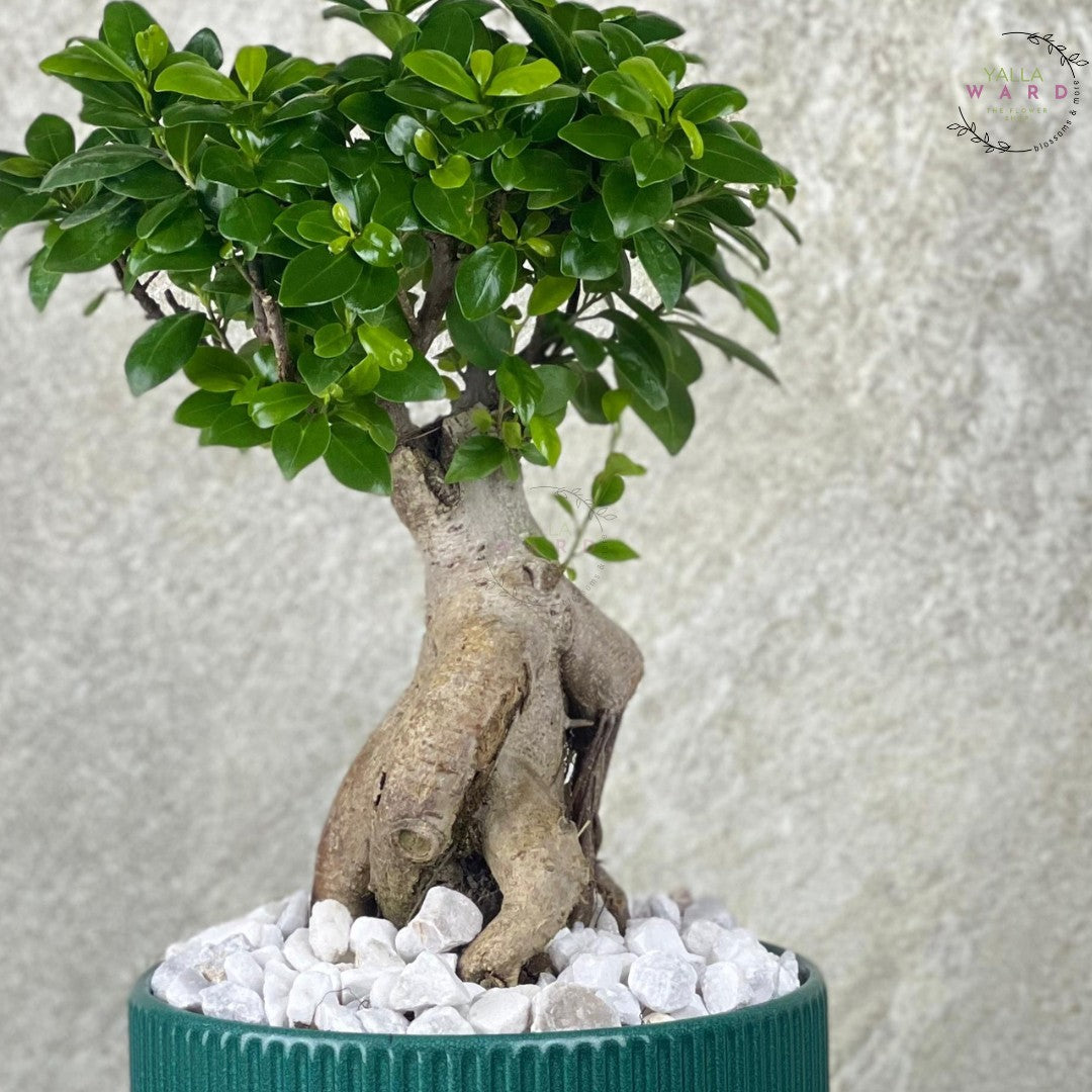 bonsai tree with a textured background