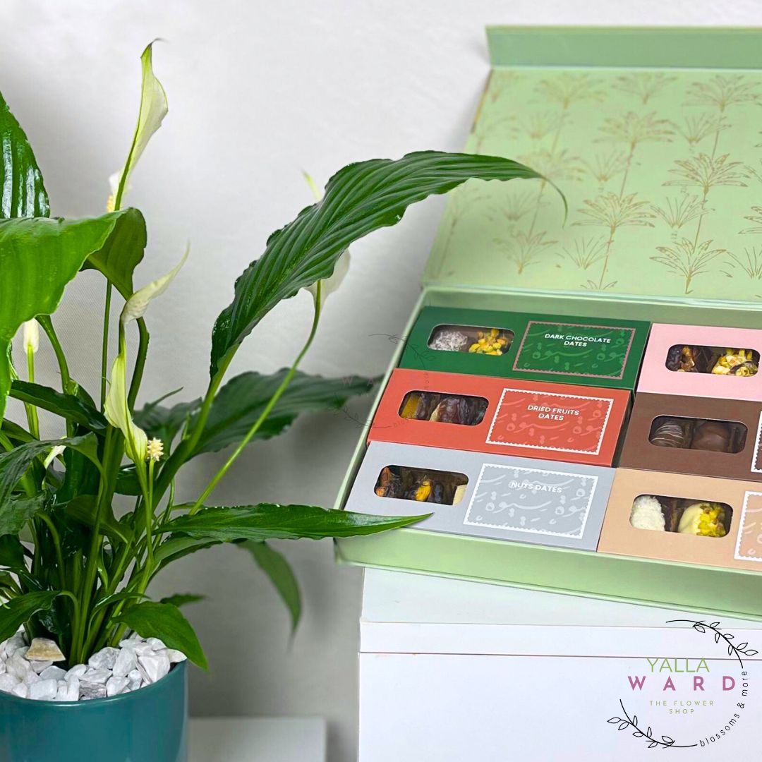 Chocolate box with colorful packaging next to a potted plant on a white surface