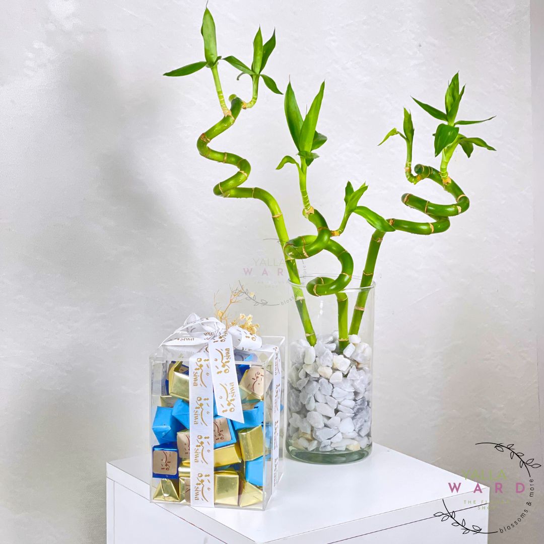 Bamboo plant in a glass vase on a white surface with a blurred background and chocolate box 