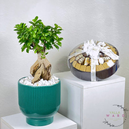 Bonsai tree in a teal pot on a white surface with chocolate and dates 
