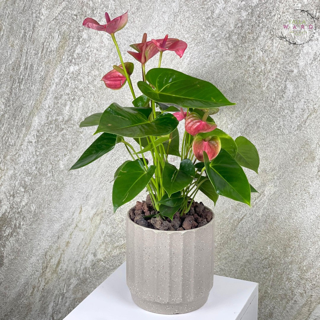 Anthurium plant with pink flowers and green leaves on a textured gray background