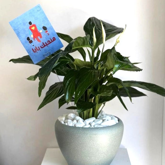 Love Dad Peace Lily Plant