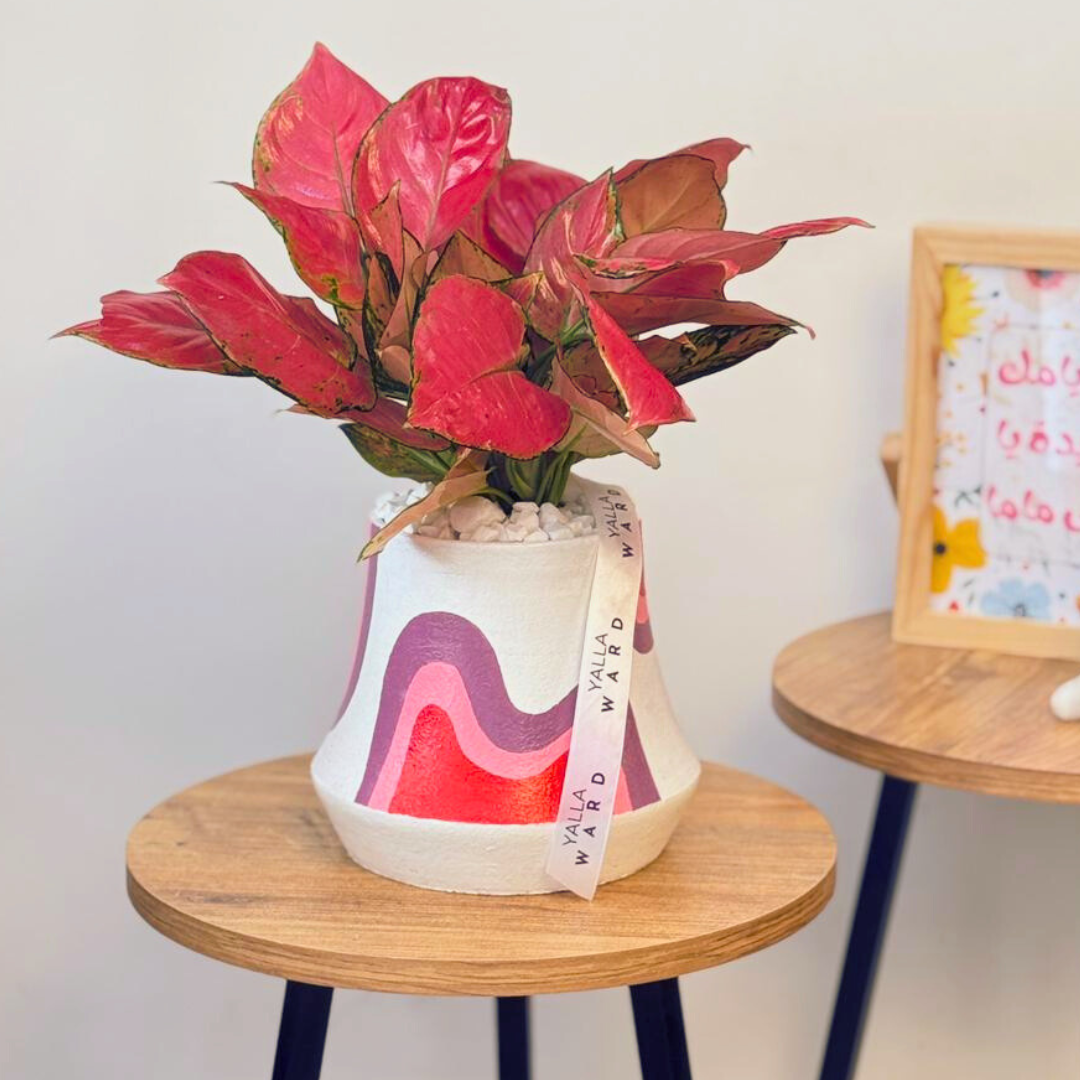 Pink Aglaonema | Painted Pot
