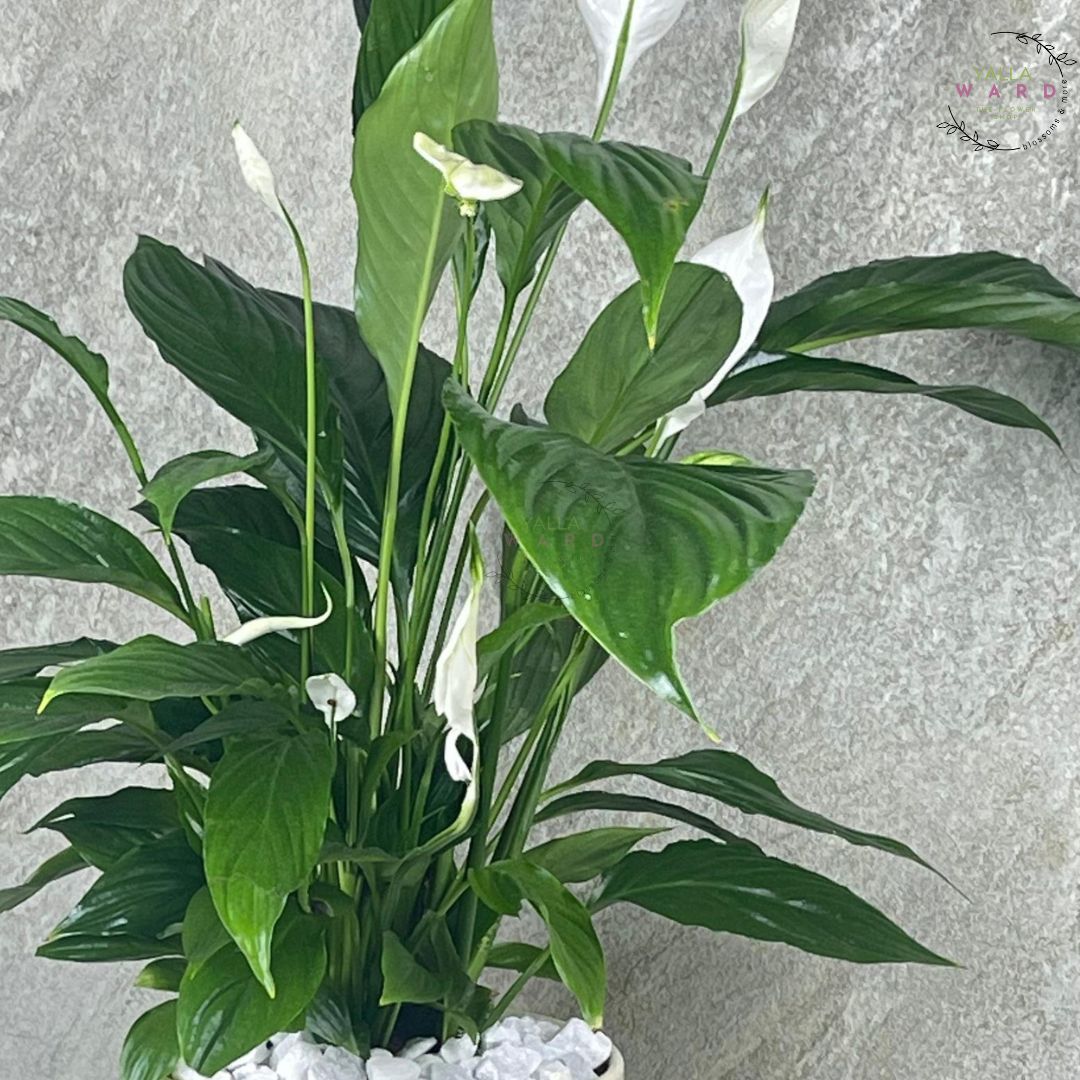 Peace lily plant with green leaves on a gray background