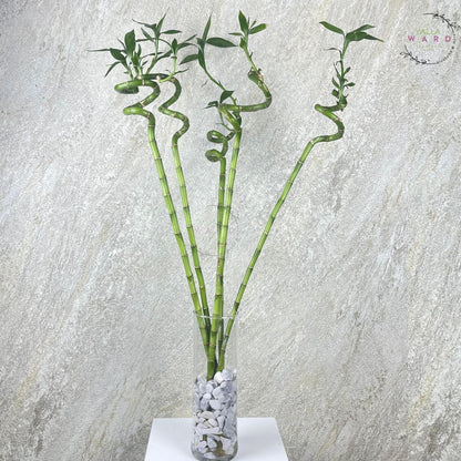 Bamboo plant in a clear vase on a white surface with a gray textured background